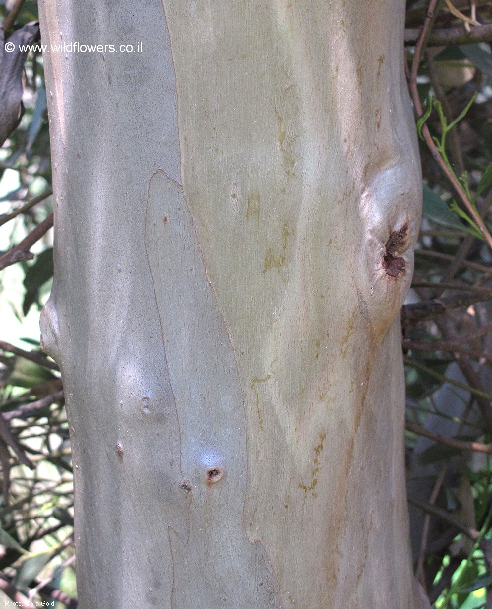 Eucalyptus steedmanii